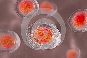 Ascaris lumbricoides unfertilized egg, illustration