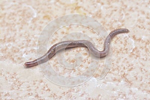 Ascaris the parasitic nematode worm.