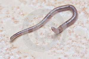 Ascaris the parasitic nematode worm. photo