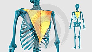 Ascending part of trapezius on a white background - 3D model
