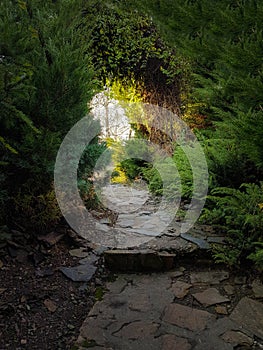 Ascending path through the vegetation towards the light