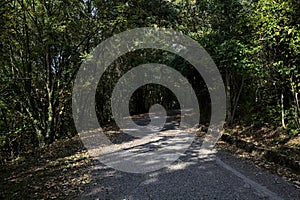 Ascending shady road in a forest on a mountain with trees arching on it