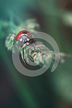 The rise of the ladybug photo