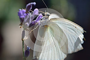 Ascia limona white butterfly