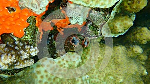 Ascidia tunicate Polycarpa pigmentata and colonial tunicate Didemnum moseleyi undersea