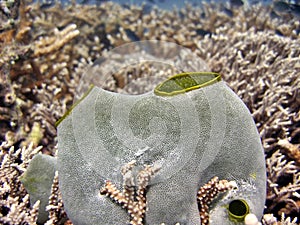 Ascidian underwater