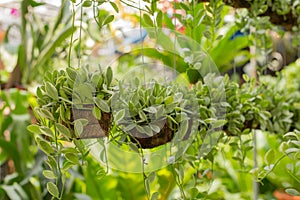 Asclepiadaceae in a beautiful garden