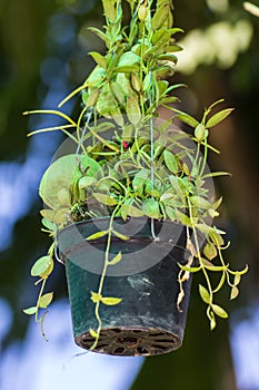 Asclepiadaceae, Dischidia pectinoides Peari hang