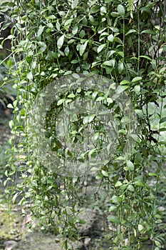 Asclepiadaceae plants