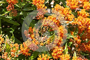 Asclepias bareroot plant, also known as butterfly weed.