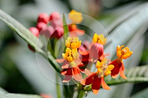 Asclepias curassavica. photo