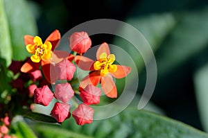 Asclepias curassavica. photo