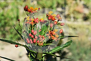 Asclepias curassavica flower