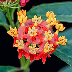 Asclepias Curassavica flower