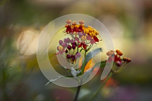 Asclepias curassavica Mexican Butterfly Weed