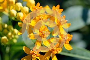 Asclepias curassavica. (Silky Gold) photo