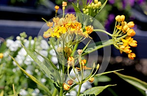 Asclepias curassavica `Silky Gold`, Golden Butterflyweed