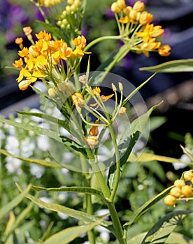 Asclepias curassavica `Silky Gold`, Golden Butterflyweed