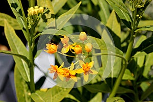 Asclepias curassavica `Silky Gold`, Golden Butterflyweed