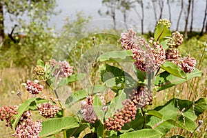 Asclepias Flower and Bees