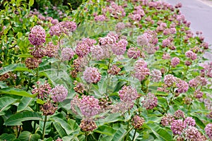 Asclepias Flower and Bees photo