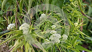 Asclepias flowers that grow in Indonesian rainforests