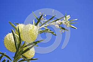 Asclepias fruticosa and clear blue sky photo