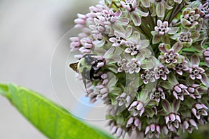 Marvelous Milkweed Blossom with Polinator Asclepias photo