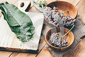 Asclepias, milkweeds, coma, Asclepias syriaca, commonly called common milkweed, silkweed and Virginia silkweed in wooden photo