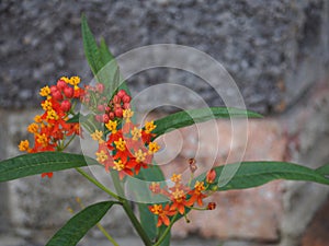 Asclepias Silky Deep Red in a flower border. Red and yellow Mexican butterfly weed.