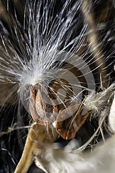 Flower seeds Filaments photo