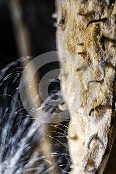 Plant structures and filaments photo