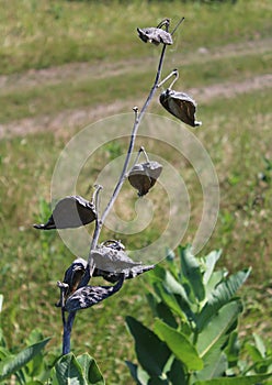 Asclepias syriaca