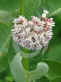 Common Milkweed Flowers, Milkweed in Bloom