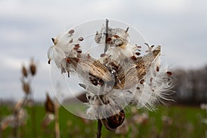 Asclepias syriaca, commonly called common milkweed