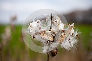 Asclepias syriaca, commonly called common milkweed