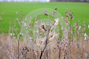 Asclepias syriaca, commonly called common milkweed