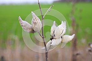 Asclepias syriaca, commonly called common milkweed