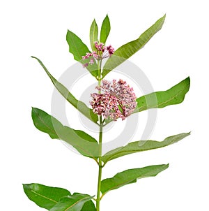 Asclepias syriaca, commonly called common milkweed, butterfly flower, silkweed, silky swallow-wort. Isolated on white photo