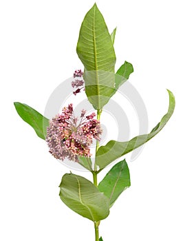 Asclepias syriaca, commonly called common milkweed, butterfly flower, silkweed, silky swallow-wort. Isolated on white