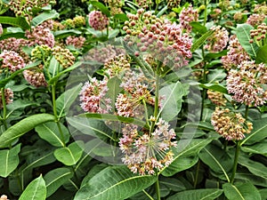 Asclepias syriaca. Green flower buds of a common milkweed. photo