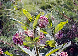 Asclepias syriaca . Milkweed American is a genus of herbaceous, perennial, flowering plants known as milkweeds