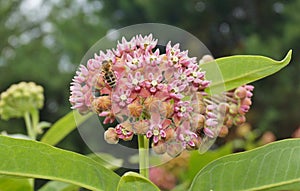 Asclepias syriaca and working bees