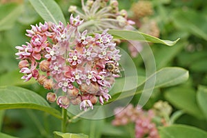 Asclepias syriaca and working bees photo