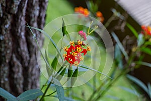 Asclepias tuberosa flowering plant