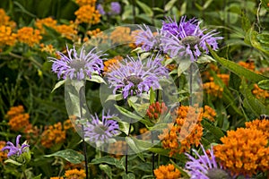 Asclepias tuberosa, Monarda photo