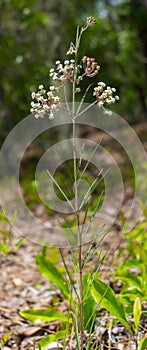 Asclepias verticillata, the whorled, eastern or horsetail milkweed.  Very inconspicuous weedy with thin leaves. Larval host plant