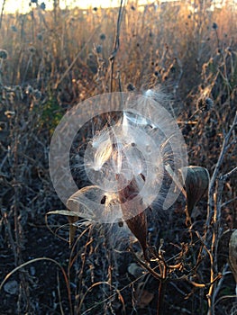 A Asclepius Curassavica Plant Seedpod with Seeds during Sunset in the Fall.