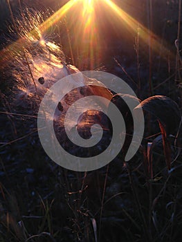 A Asclepius Curassavica Plant Seedpod with Seeds during Sunset in the Fall.