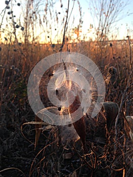 A Asclepius Curassavica Plant Seedpod with Seeds during Sunset in the Fall.